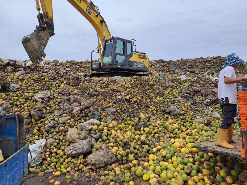 柚子險採氣象參數型理賠模式，丹娜絲颱風期間，麻豆測站風速到達理賠標準。（圖片提供／孫慈敏）