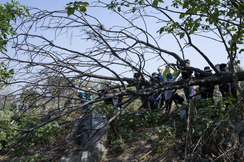 2026年2月19日，張家豪一家人前往南山公墓祭拜先人，發現樹木傾倒於開基祖的墳上，所幸掃墓人丁眾多，一家人順利將樹木移開。（攝影／楊子磊）