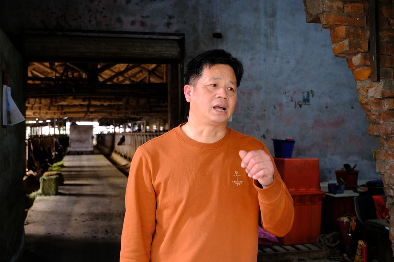 與味全公司契作的雲林崙背酪農廖一峰表示，林鳳營抵制事件時，他的社群帳號滿是網友詢問他為何交乳給味全的訊息。圖為已經有43年歷史的牛舍，也是廖一峰和其父親接受味全拍攝紀錄片的場景。（攝影／柯采瑜）