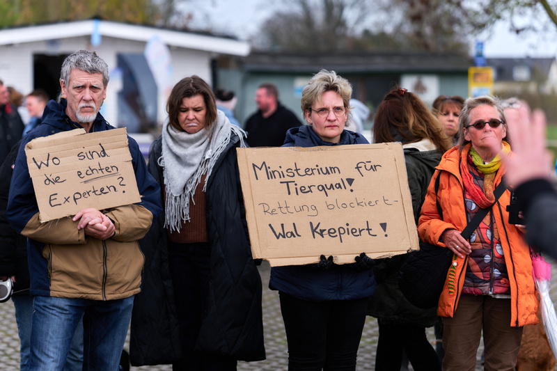 2026年4月12日,民眾在麥克倫堡-佛波門邦(Mecklenburg-Vorpommern)聚集,抗議政府停止救援計畫。手舉牌上寫著「專家在哪裡?」以及指責政府虐待動物、任由鯨魚死去的字眼。(攝影/Marcus Golejewski/dpa via AFP)