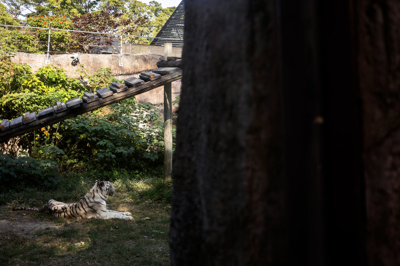 【投書】在5.5億的空橋下，我們失去了大象──壽山動物園的策略迷失與困局