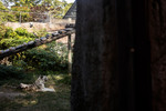 【投書】在5.5億的空橋下，我們失去了大象──壽山動物園的策略迷失與困局
